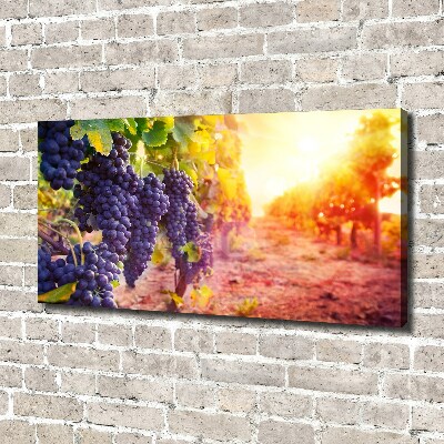 Foto obraz canvas Winorośle