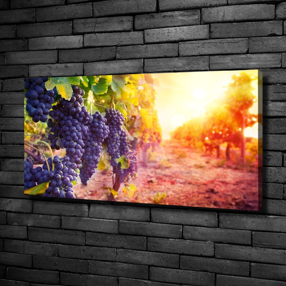 Foto obraz canvas Winorośle