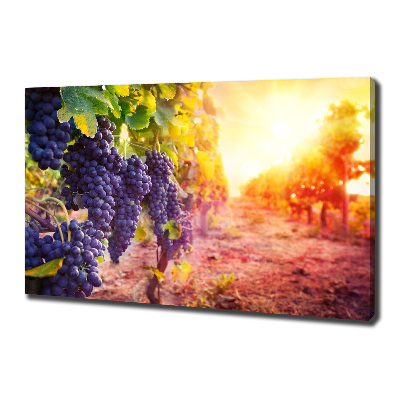 Foto obraz canvas Winorośle