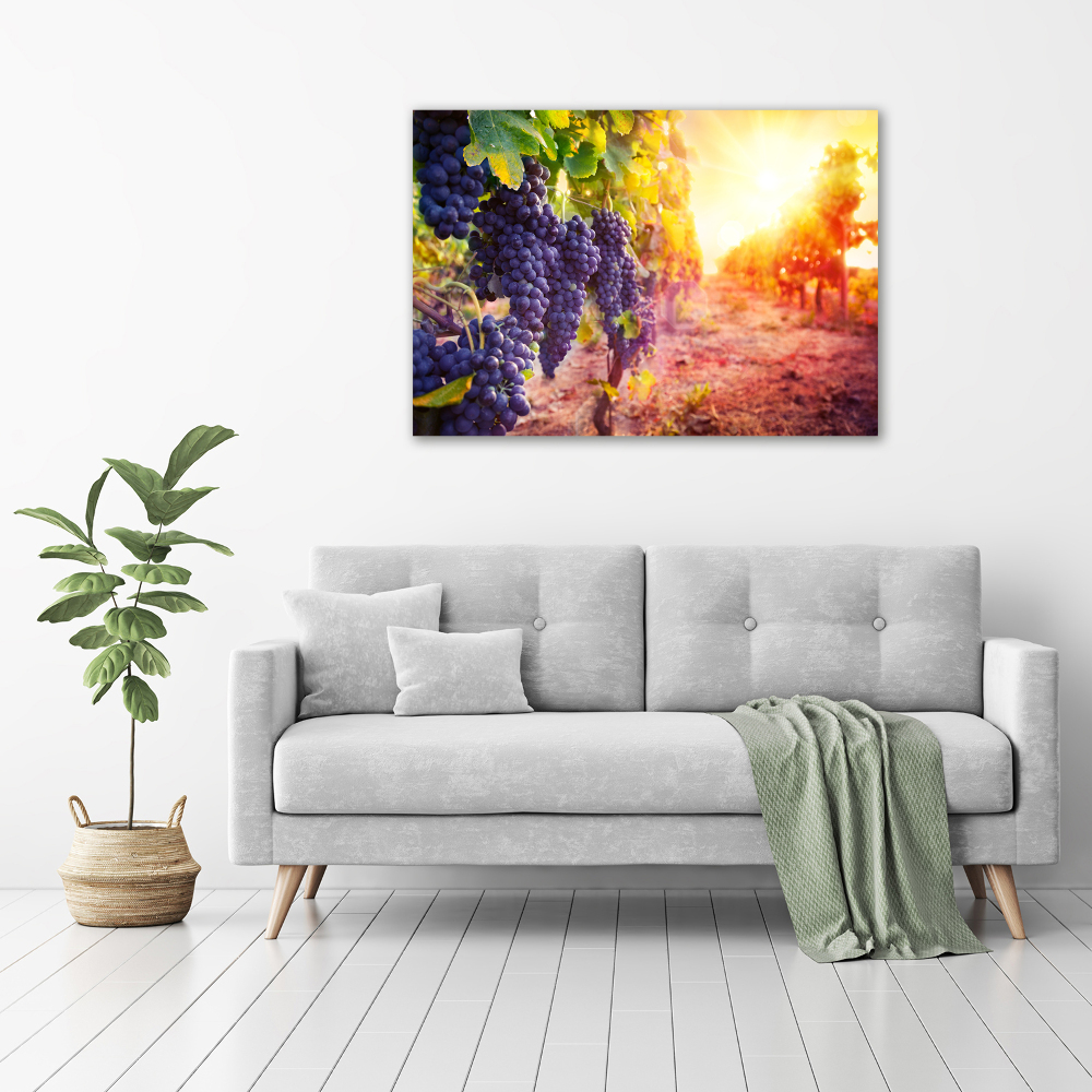 Foto obraz canvas Winorośle