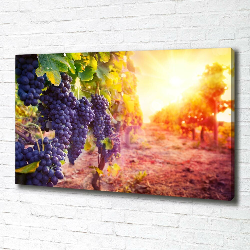 Foto obraz canvas Winorośle