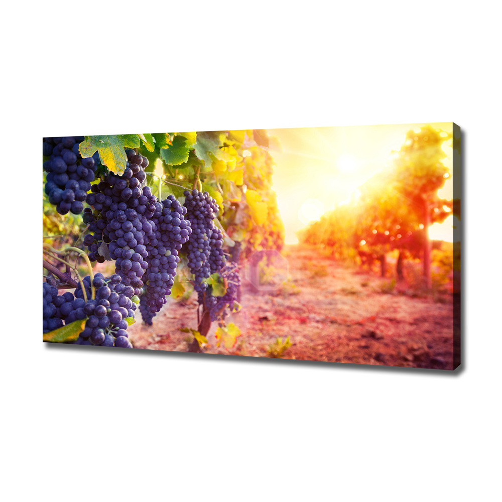 Foto obraz canvas Winorośle