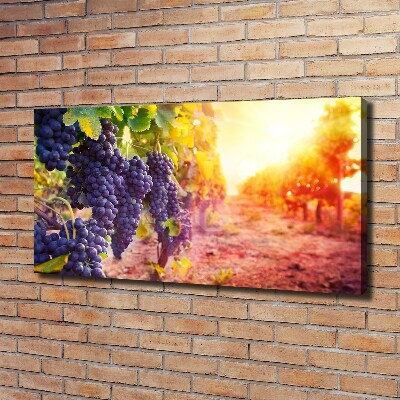 Foto obraz canvas Winorośle