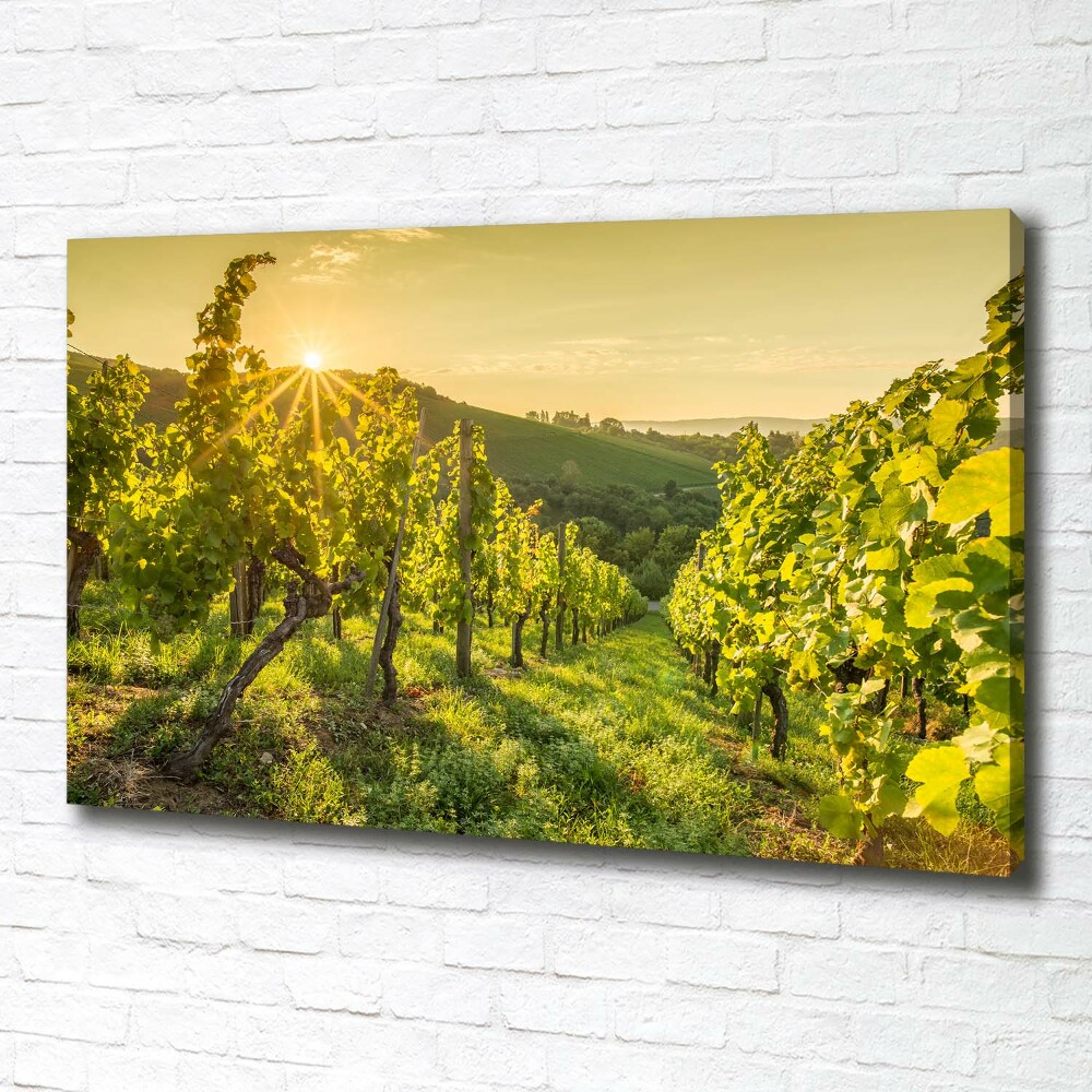 Foto obraz canvas Winnica