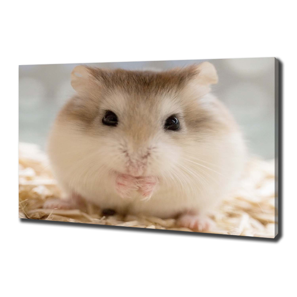 Duży foto obraz na ścianę canvas Chomik