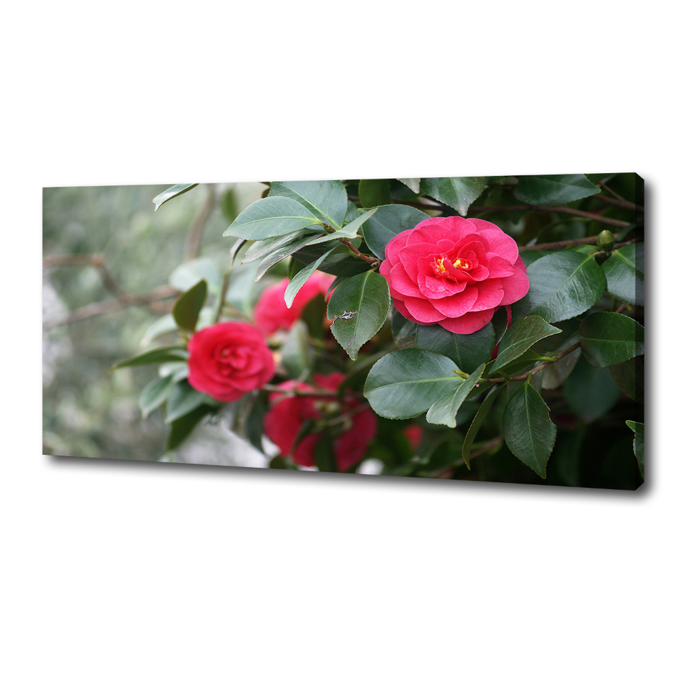 Foto obraz canvas Kamelia