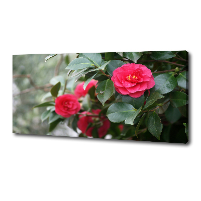 Foto obraz canvas Kamelia