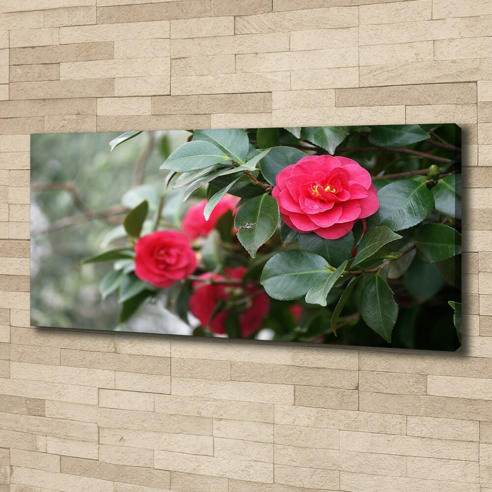 Foto obraz canvas Kamelia