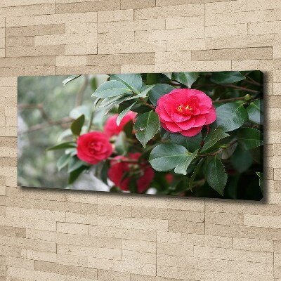 Foto obraz canvas Kamelia