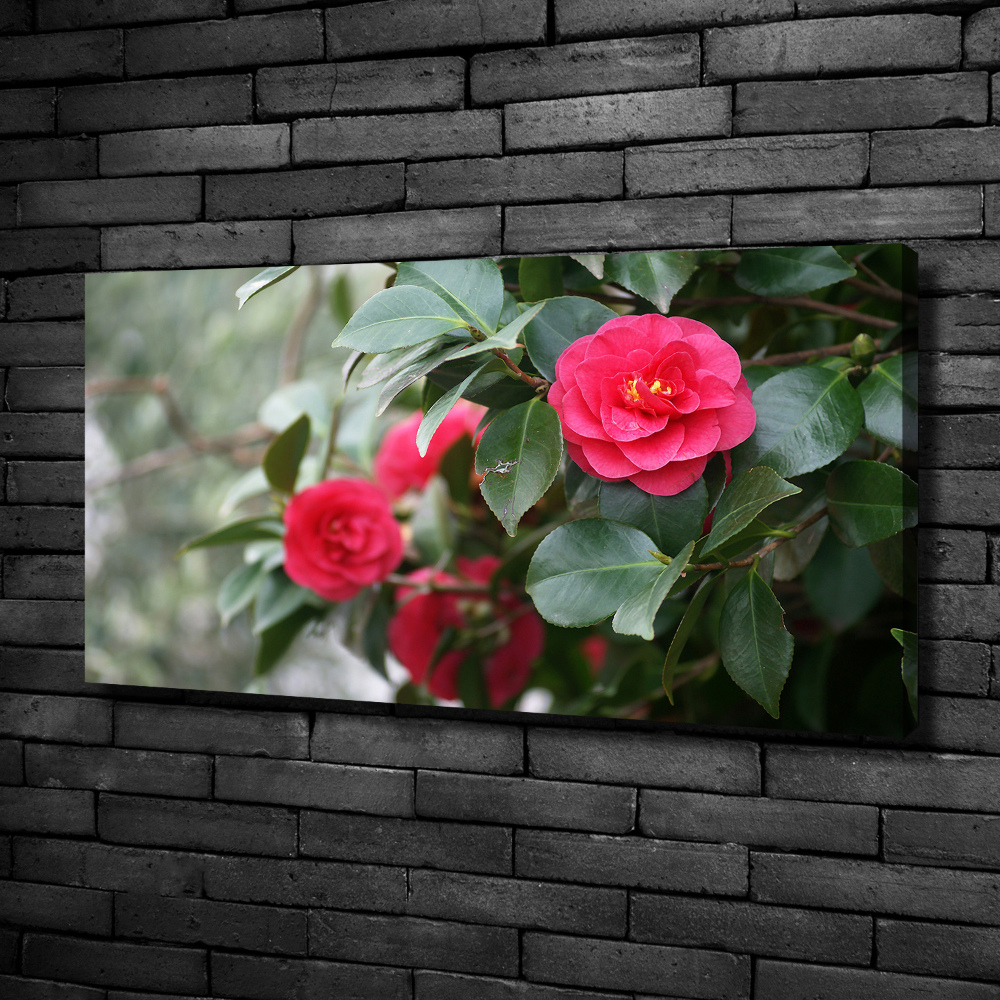 Foto obraz canvas Kamelia