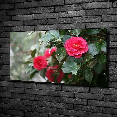Foto obraz canvas Kamelia