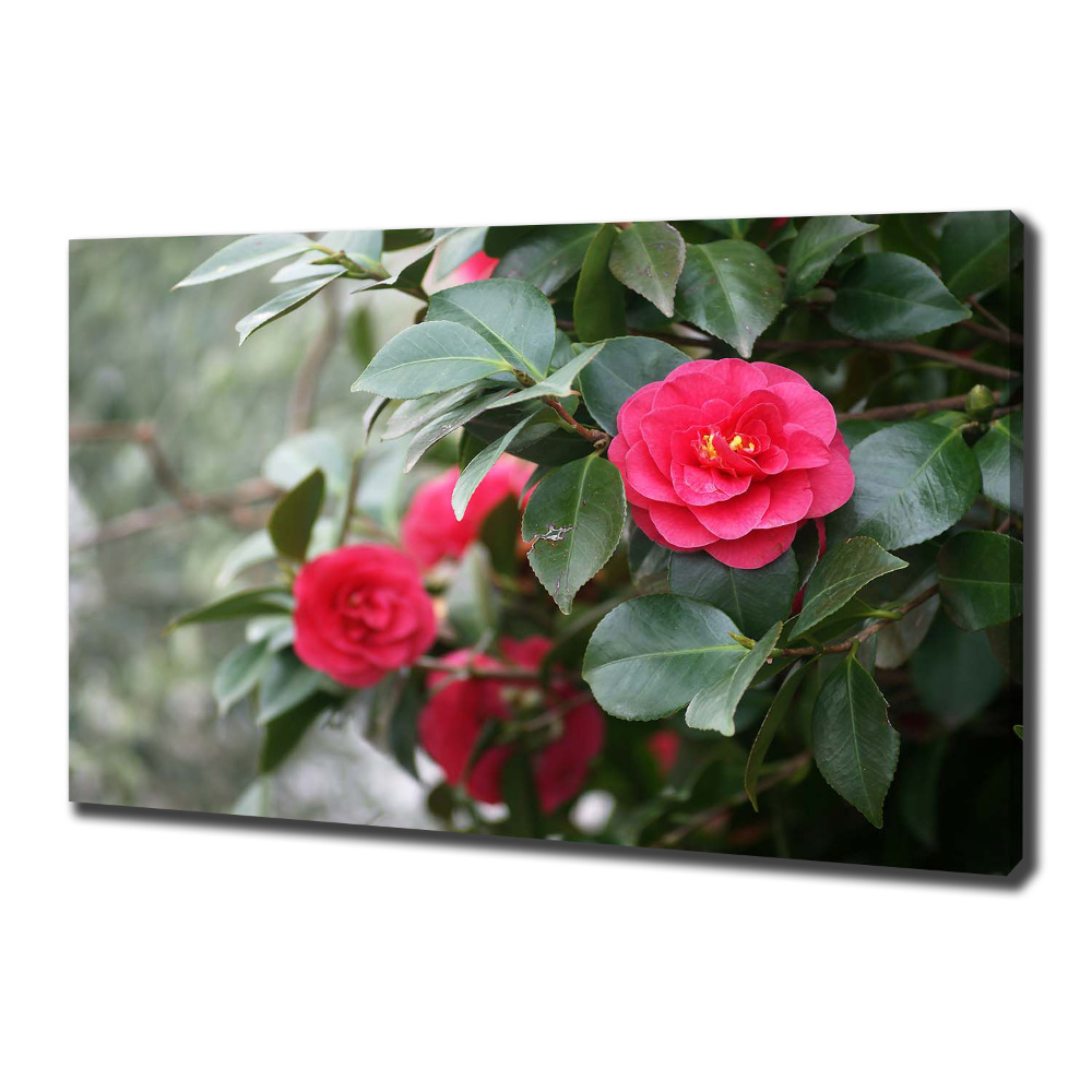 Foto obraz canvas Kamelia