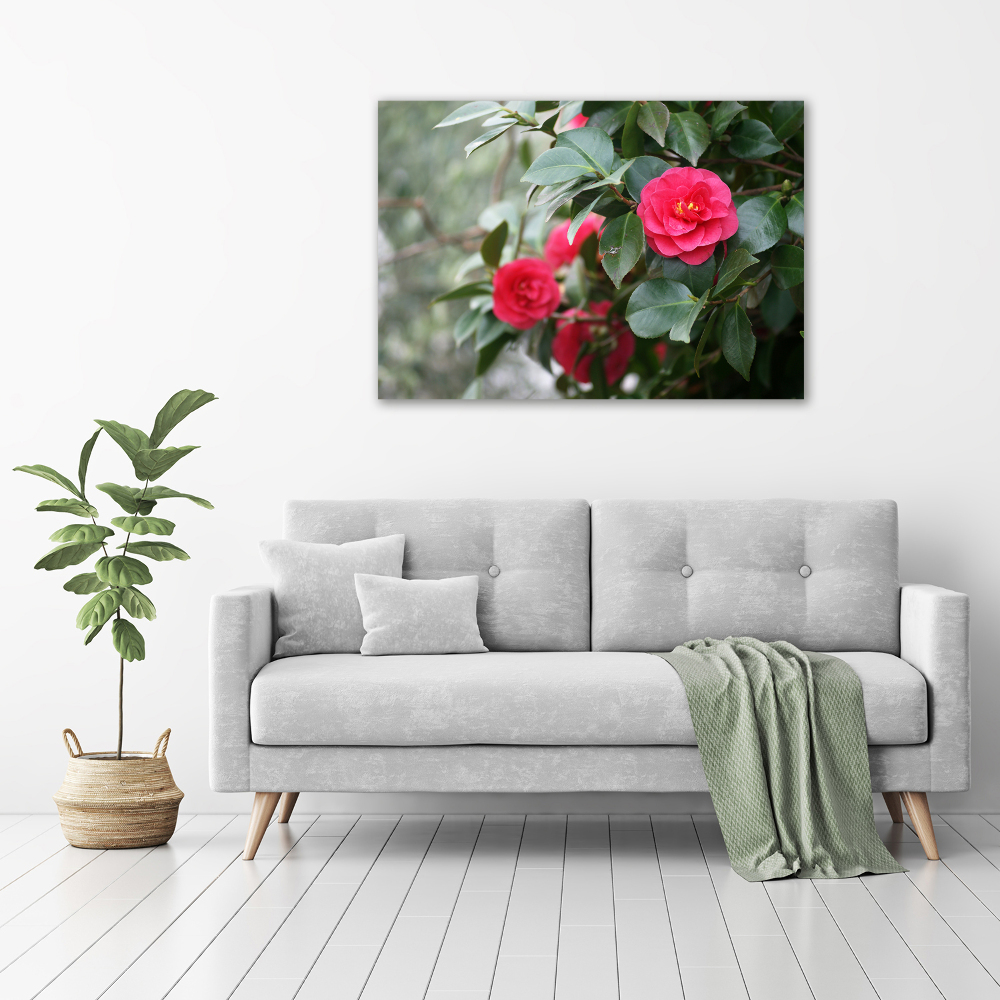 Foto obraz canvas Kamelia