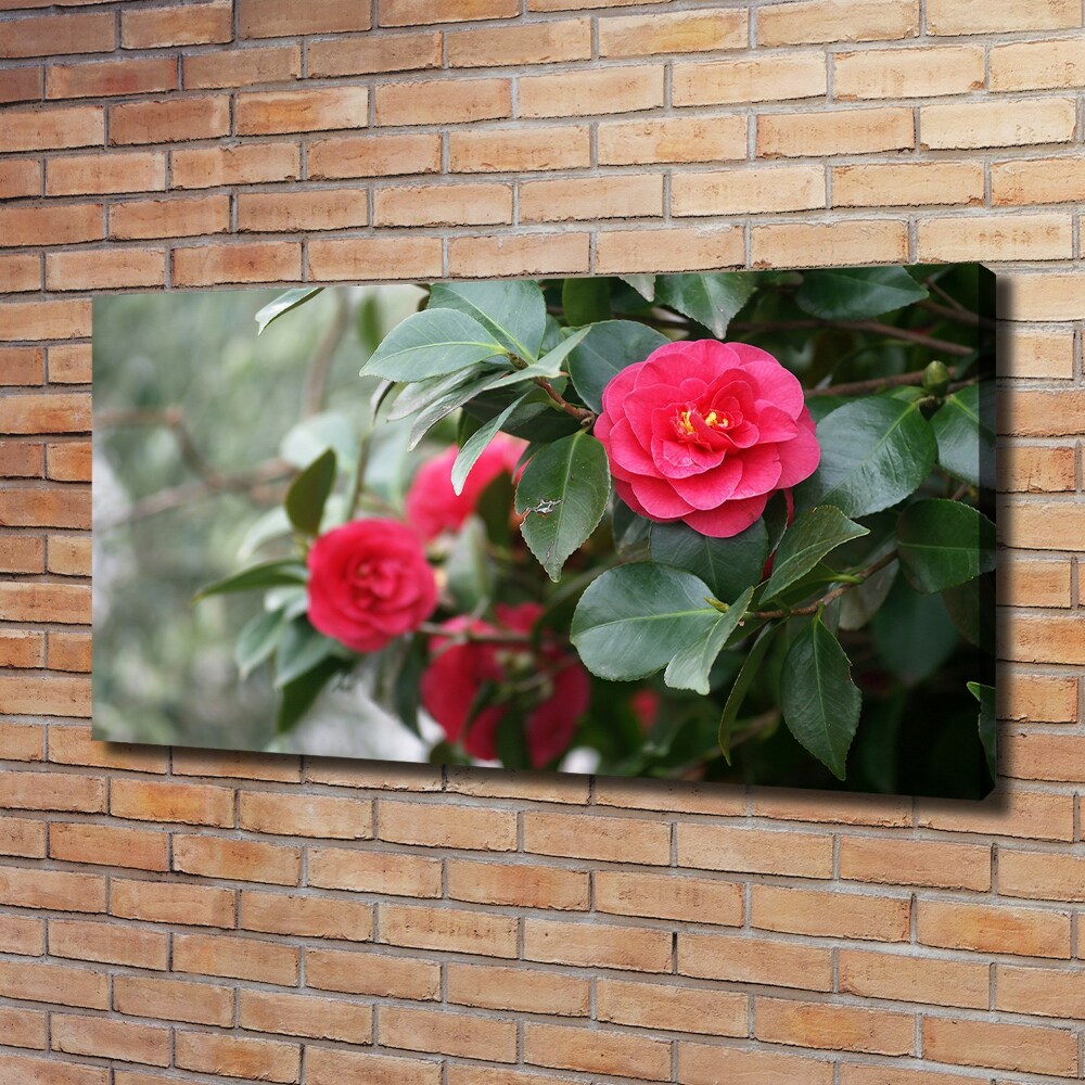 Foto obraz canvas Kamelia