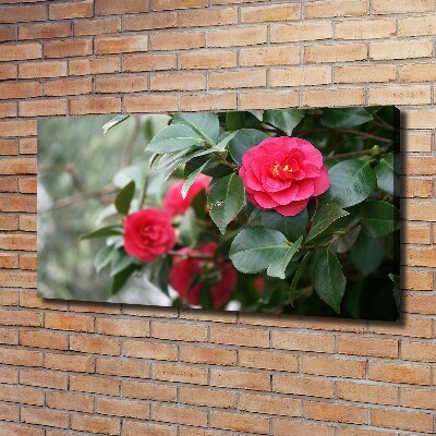Foto obraz canvas Kamelia