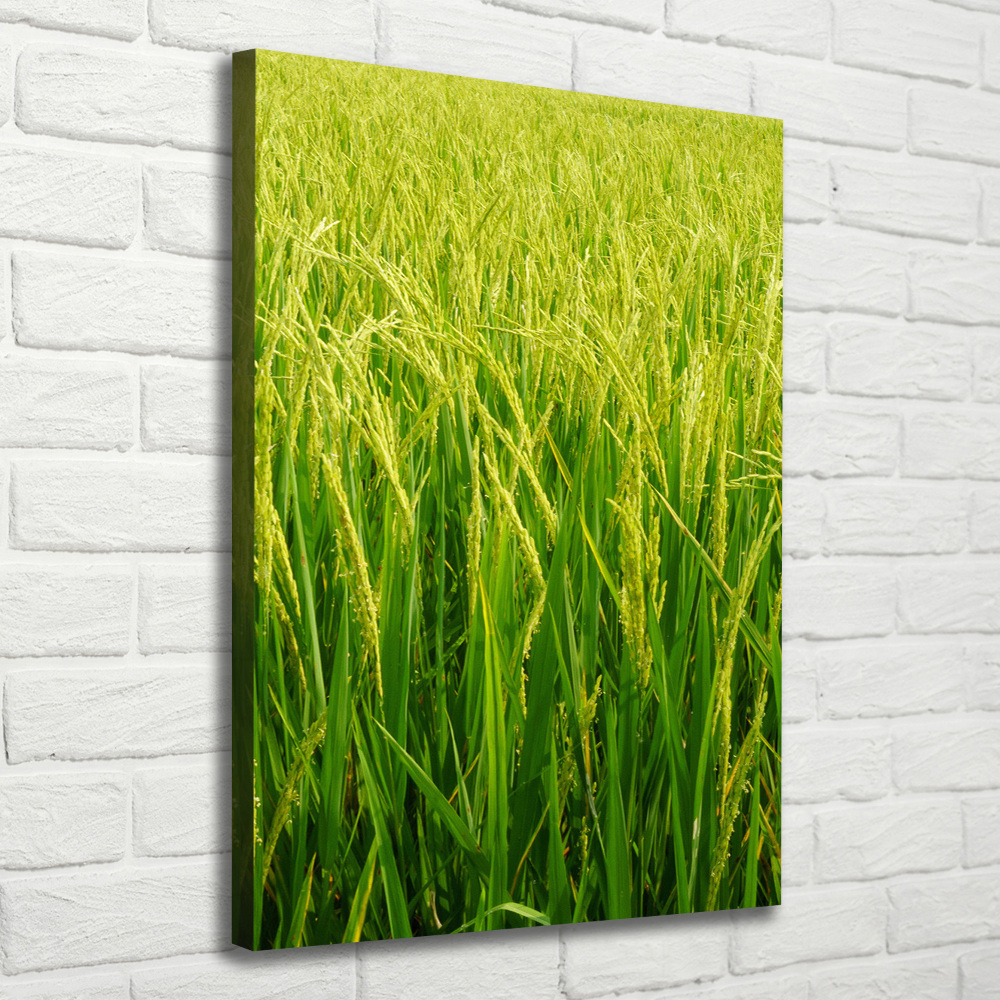 Foto-obraz canvas do salonu Plantacja ryżu