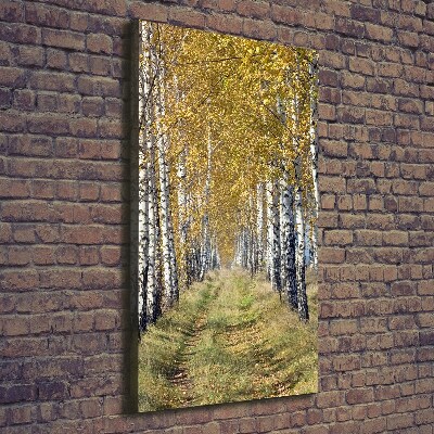 Foto obraz canvas pionowy Las brzozowy