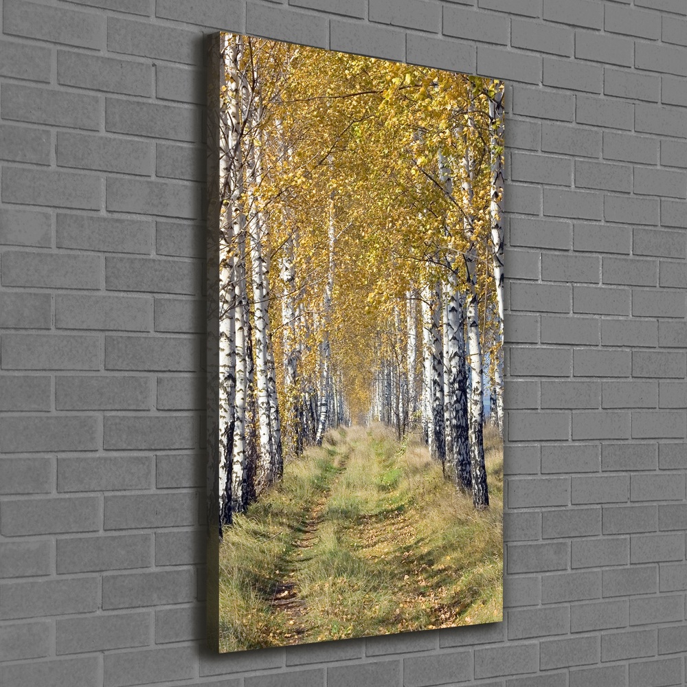 Foto obraz canvas pionowy Las brzozowy