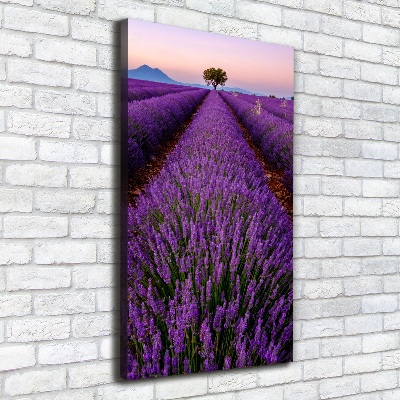 Foto obraz canvas pionowy Pole lawendy