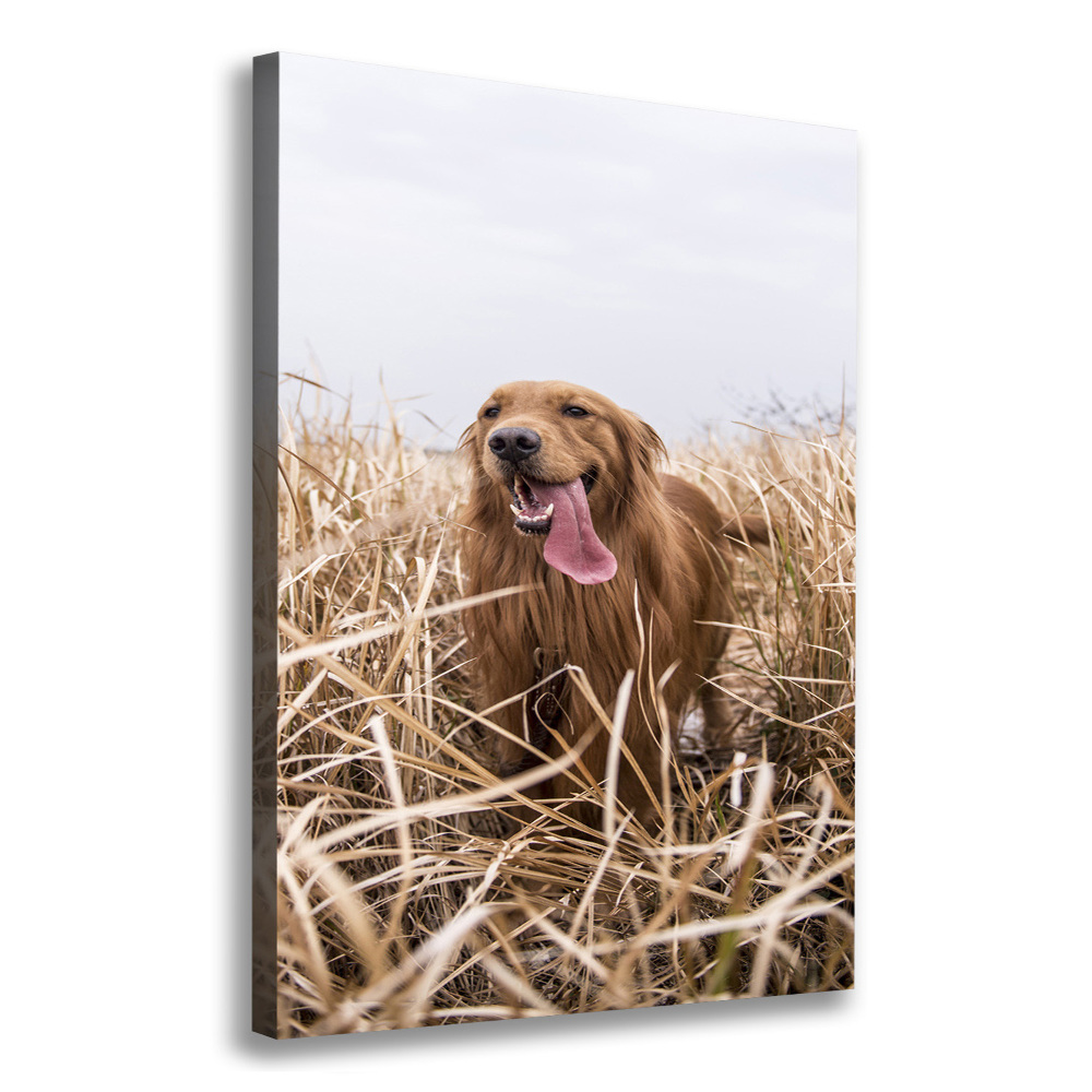 Foto obraz na płótnie pionowy Golden retriever