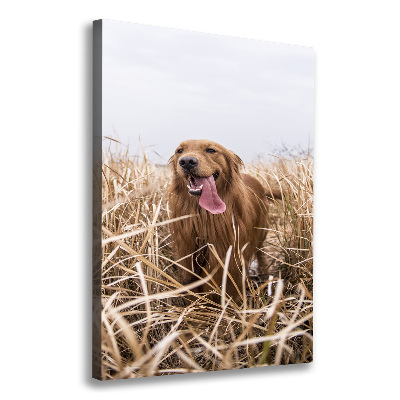 Foto obraz na płótnie pionowy Golden retriever