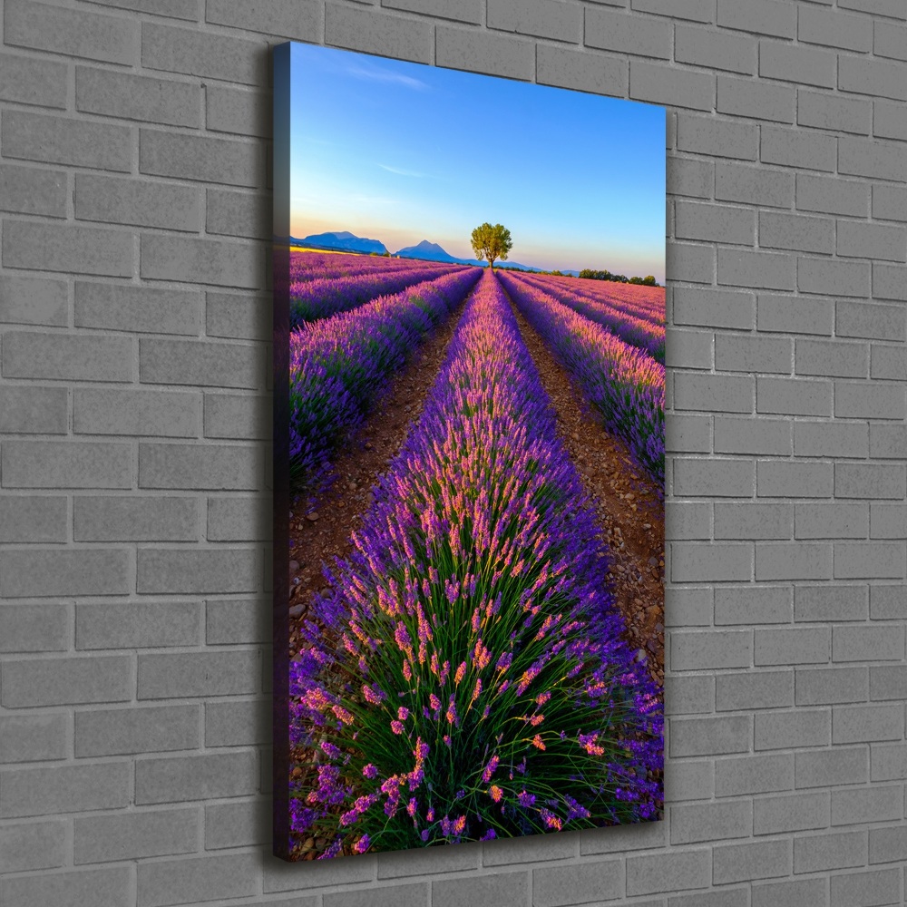 Foto obraz canvas pionowy Pole lawendy