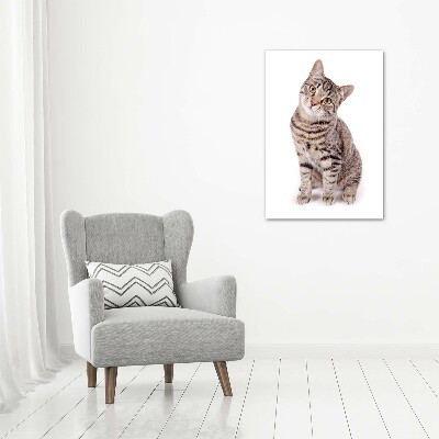 Foto obraz canvas pionowy Kot