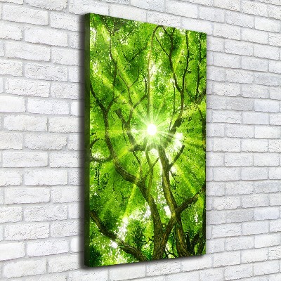 Foto obraz canvas pionowy Korona drzew
