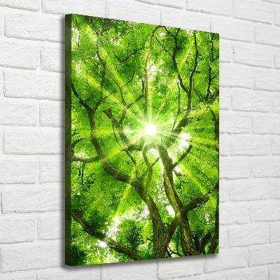 Foto obraz canvas pionowy Korona drzew