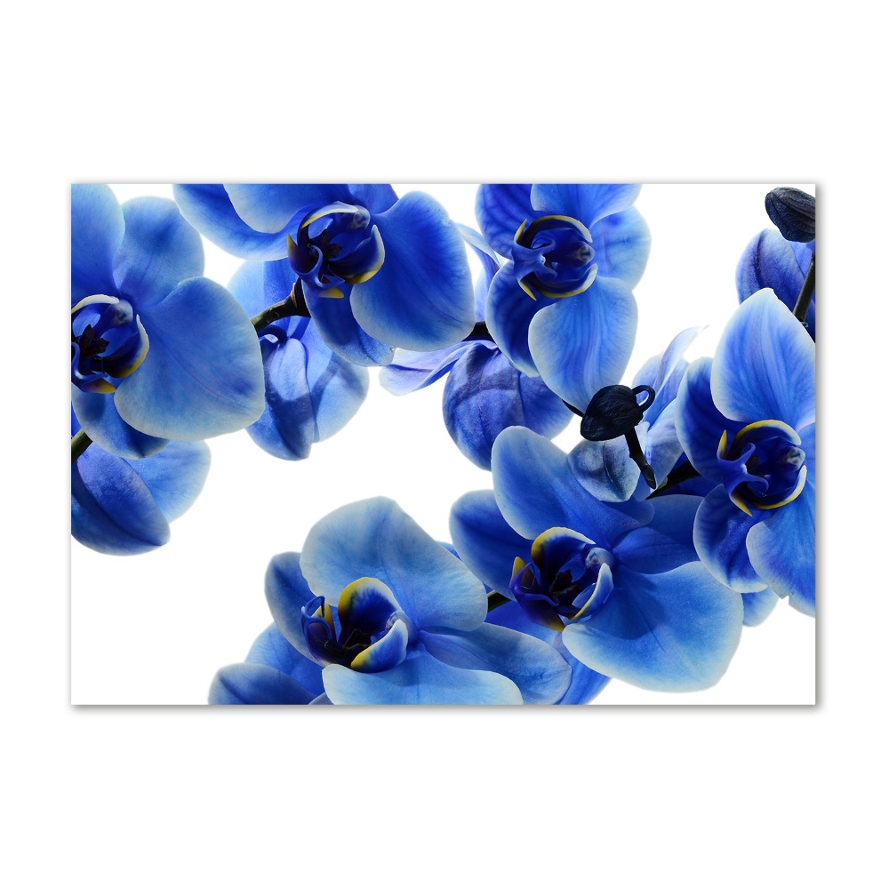 Foto obraz szklany Niebieska orchidea
