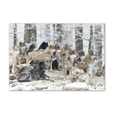 Foto-obraz szkło hartowane Wilki zimą