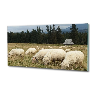 Fotoobraz na ścianę szklany Pasące się owce