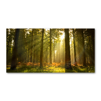 Foto obraz szkło hartowane Las w słońcu