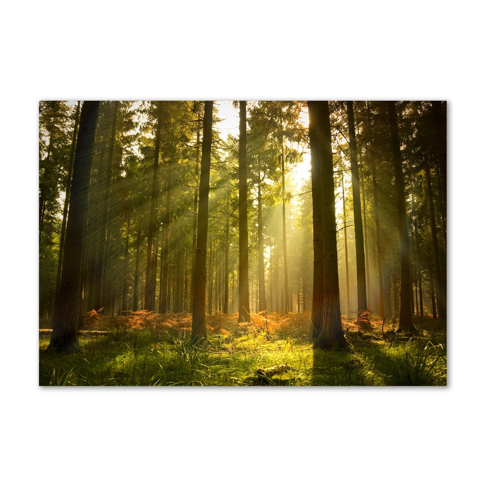 Foto obraz szkło hartowane Las w słońcu