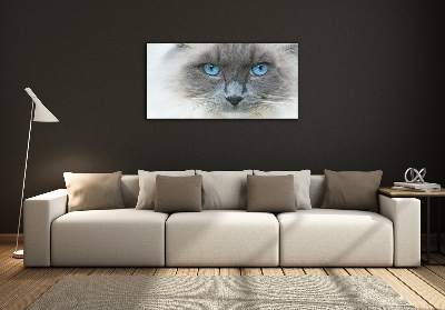 Foto-obraz szklany Kot niebieskie oczy