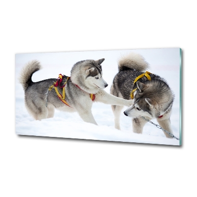 Foto-obraz szkło hartowane Husky zimą