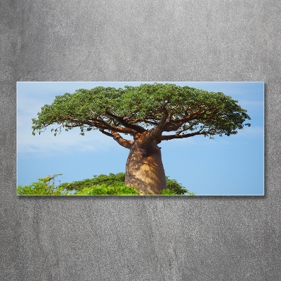 Foto obraz zdjęcie szkło hartowane Baobab