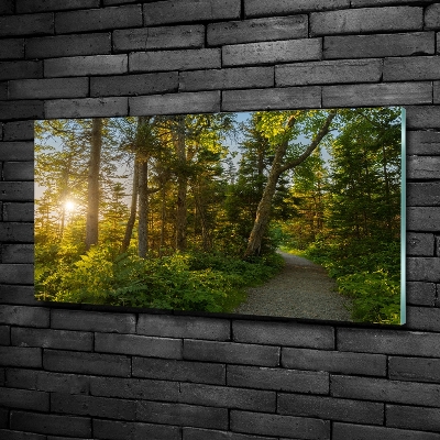 Foto obraz zdjęcie szkło hartowane Las