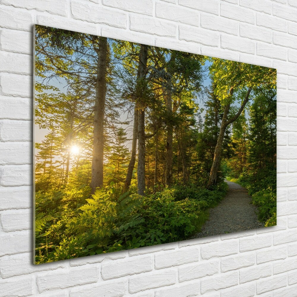 Foto obraz zdjęcie szkło hartowane Las