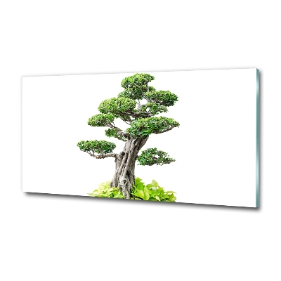Foto obraz szkło hartowane Drzewo bonsai