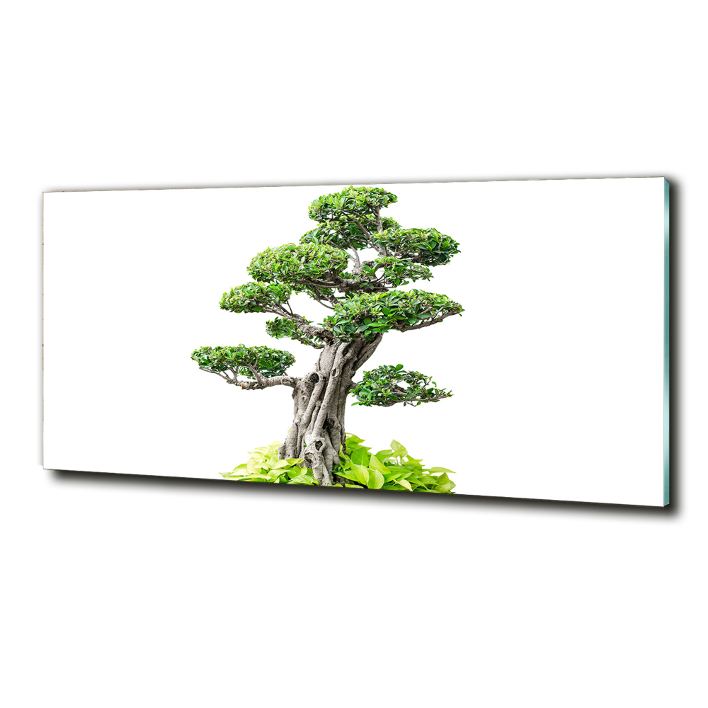Foto obraz szkło hartowane Drzewo bonsai