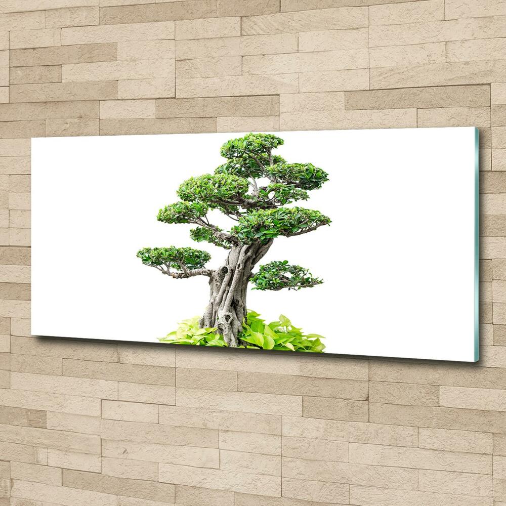 Foto obraz szkło hartowane Drzewo bonsai