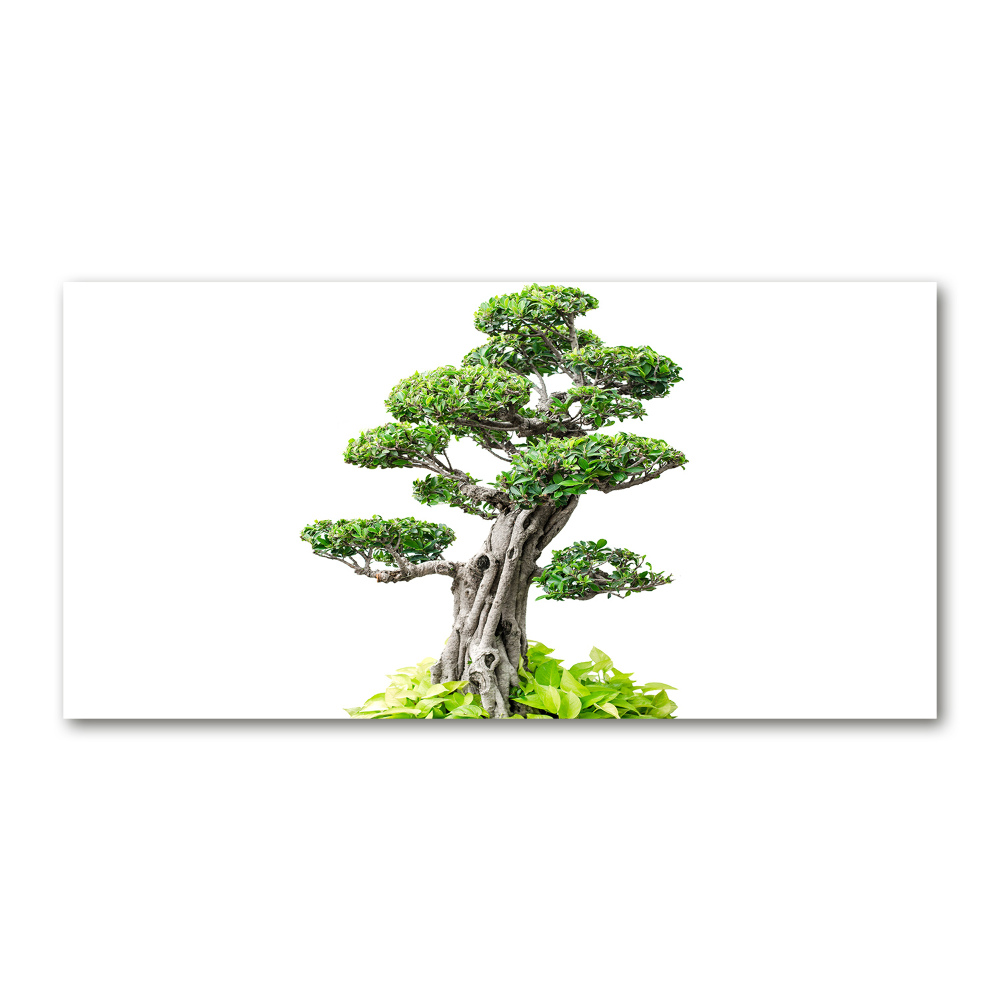 Foto obraz szkło hartowane Drzewo bonsai