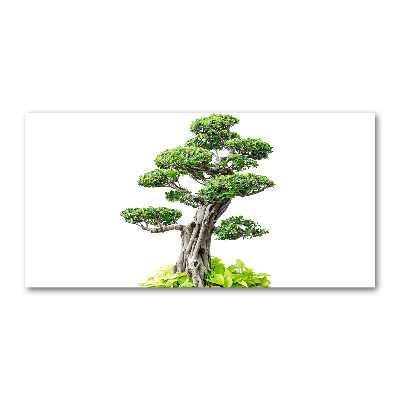 Foto obraz szkło hartowane Drzewo bonsai
