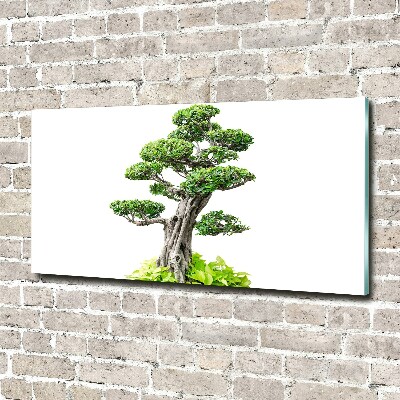 Foto obraz szkło hartowane Drzewo bonsai