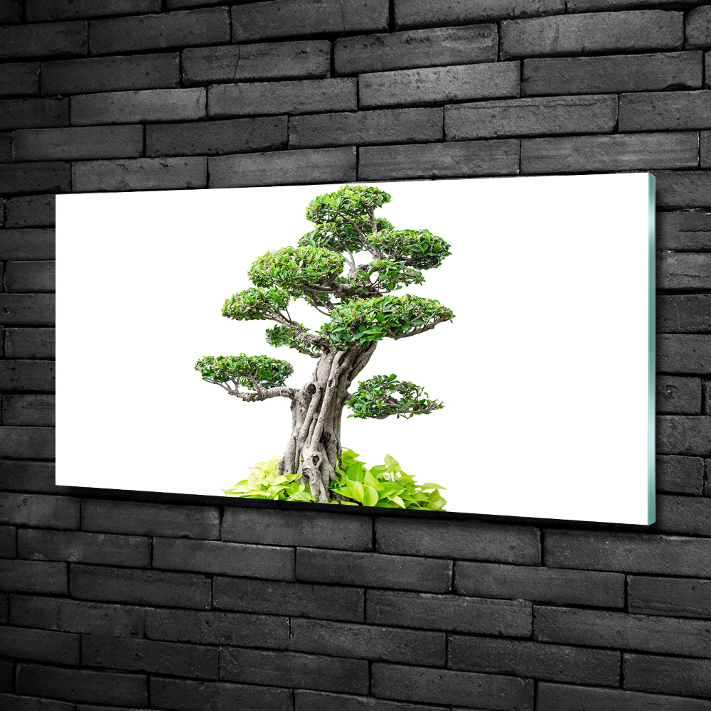 Foto obraz szkło hartowane Drzewo bonsai