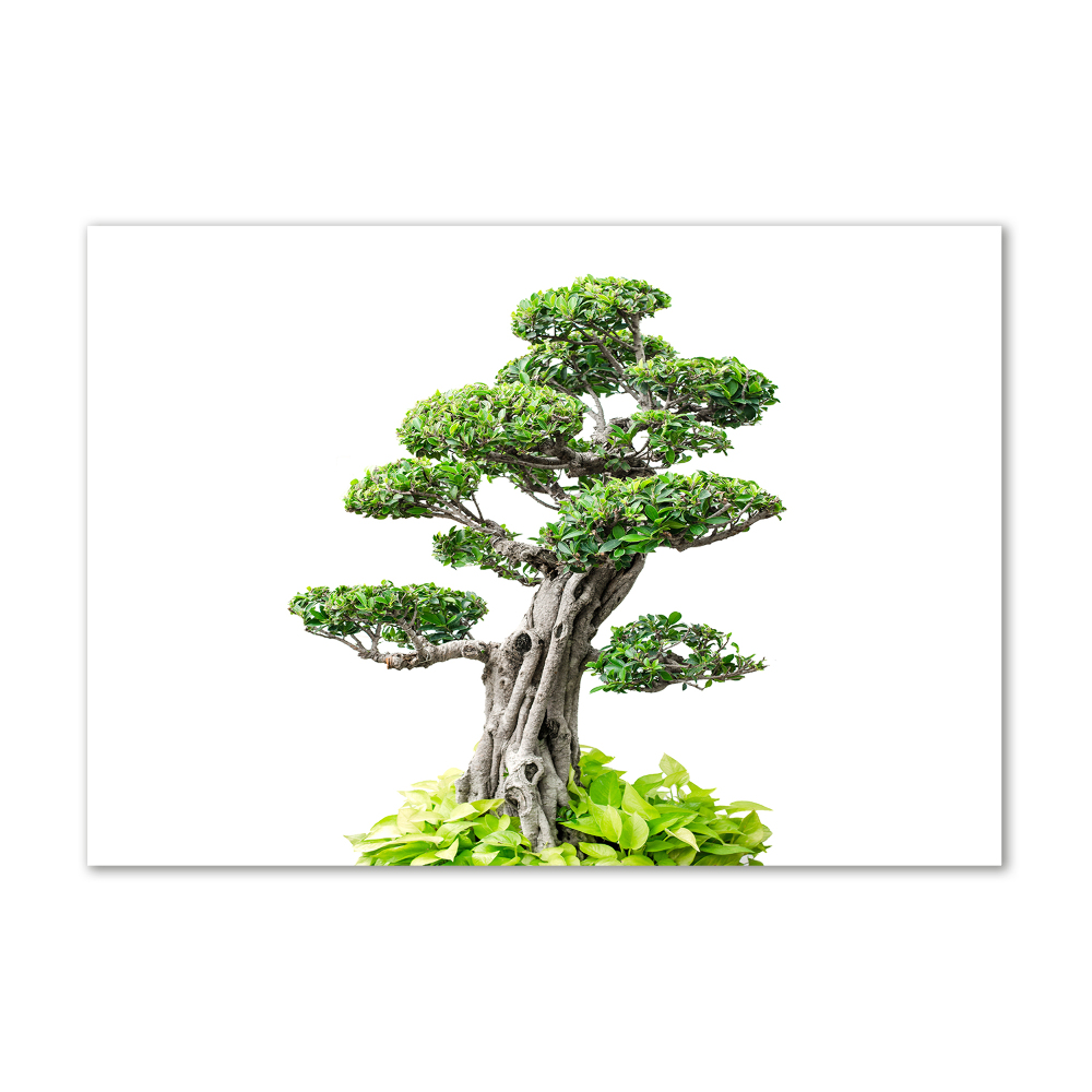 Foto obraz szkło hartowane Drzewo bonsai
