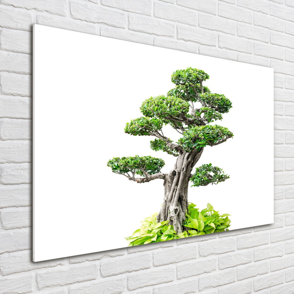 Foto obraz szkło hartowane Drzewo bonsai