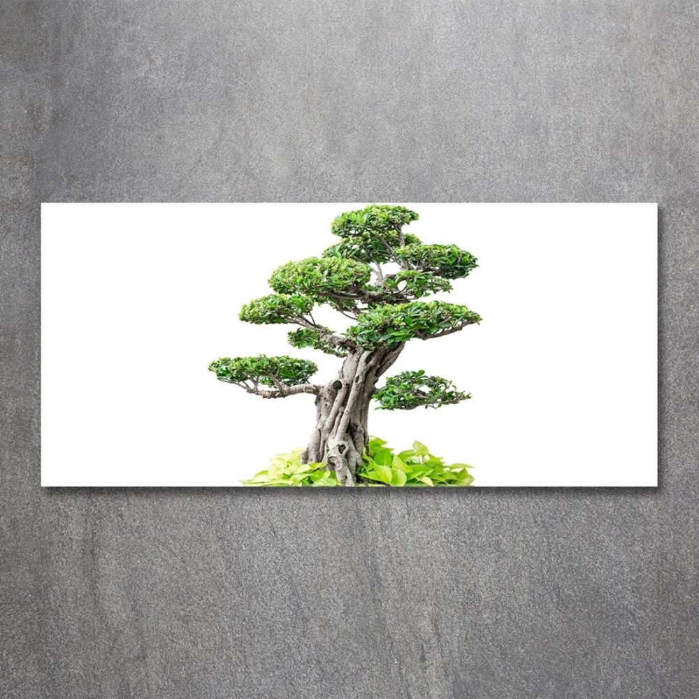 Foto obraz szkło hartowane Drzewo bonsai