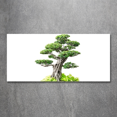 Foto obraz szkło hartowane Drzewo bonsai